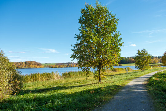 Quercus robur Stieleiche am Ufer des Drachensees bei Furth im Wald im Sp&auml;therbst