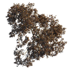 Acer ukurunduense  tree plan, top view, cutout, transparent background, isolate, Majestic autumn tree with bronze leaves, perfect for seasonal designs