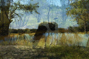 Artistic double exposure image of crossbred cow and rural Texas scene.