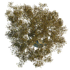 Zelkova serrata  tree plan, top view, cutout, transparent background, isolate, Aerial tree view for landscape design showing leaf texture and branches