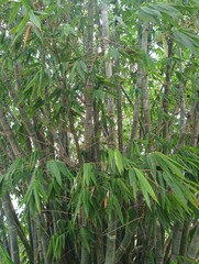 Obraz premium Beautiful Lush Green Bamboo Grove