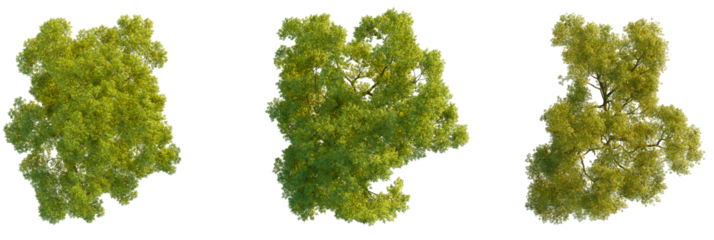 Acer palmatum  tree plan, top view, cutout, transparent background, isolate, Vibrant green trees seen from above with sunlight dappling through leaves