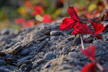 Czerwone jesienne liście na żwirowym brzegu w ciepłym świetle zachodu słońca, zbliżenie makro © Przemysaw