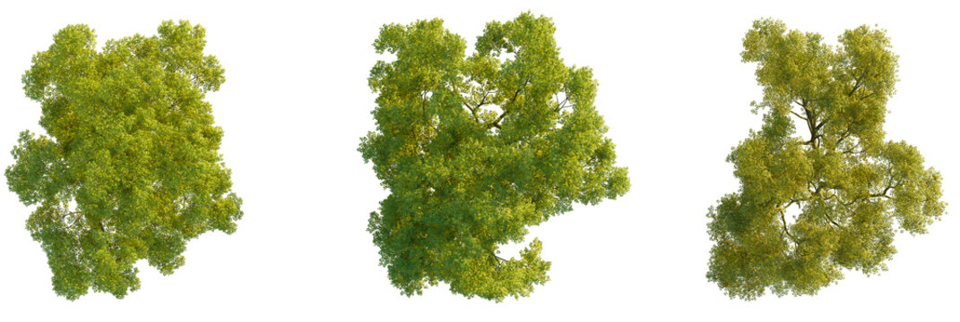 Acer palmatum  tree plan, top view, cutout, transparent background, isolate, Vibrant green trees seen from above with sunlight dappling through leaves