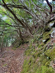 stream in the forest