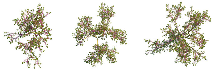 Cercis chinensis  tree plan, top view, cutout, transparent background, isolate, Stunning blooming tree with delicate pink flowers and lush green leaves