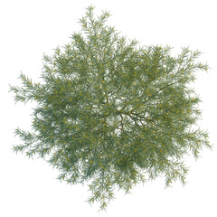 Fototapeta premium Parkinsonia aculeata tree plan, top view, cutout, transparent background, isolate, Vibrant green shrub with small yellow flowers top down view