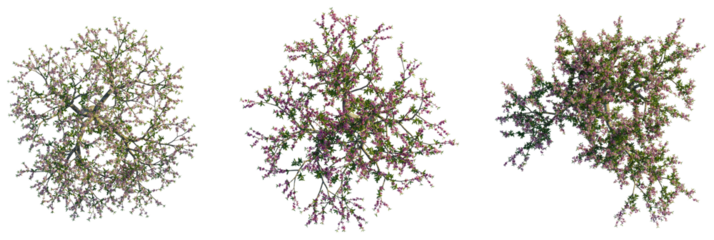 Prunus persica  tree plan, top view, cutout, transparent background, isolate, Vibrant blooming trees with pink flowers and green leaves, top view.