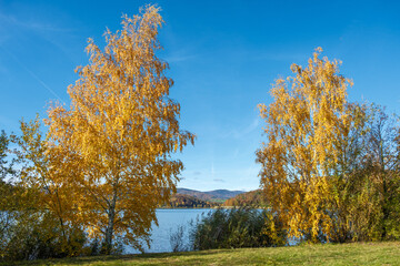 Betula pendula Sandbirke am Ufer des Drachensees bei Furth im Wald im Spätherbst