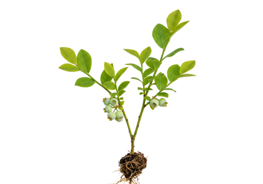 Vibrant young blueberry plant with developing green berries and intricate root system displayed transparant background