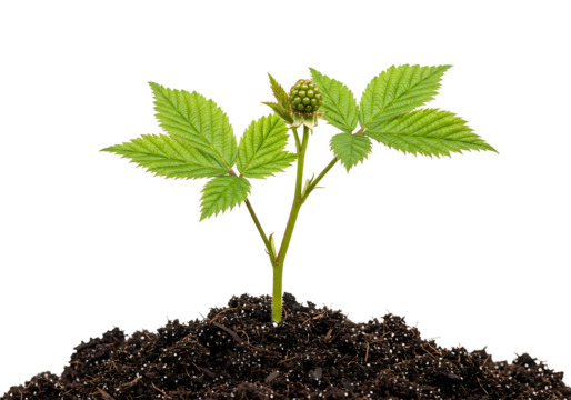 A vibrant young raspberry plant with developing fruit bud rises from rich, dark soil transparant background