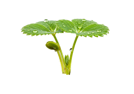 Vibrant green plant sprout with glistening water droplets transparant background symbolizing fresh beginnings and botanical beauty - Powered by Adobe