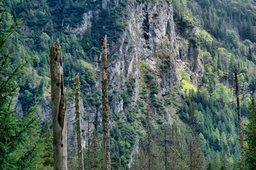 Tatry, martwe świerki na tle stromych skalnych zboczy i zielonego lasu, górski krajobraz © Przemysaw