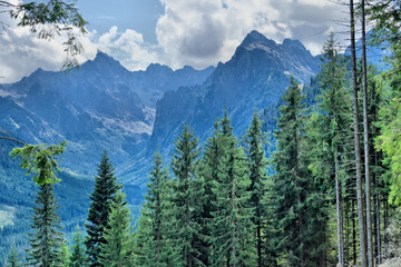 Panorama Tatr z gęstym świerkowym lasem i majestatycznymi szczytami w chmurach © Przemysaw