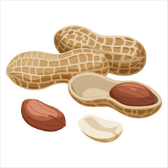 peanut variety showing shells kernels and halves vector art isolated on white background