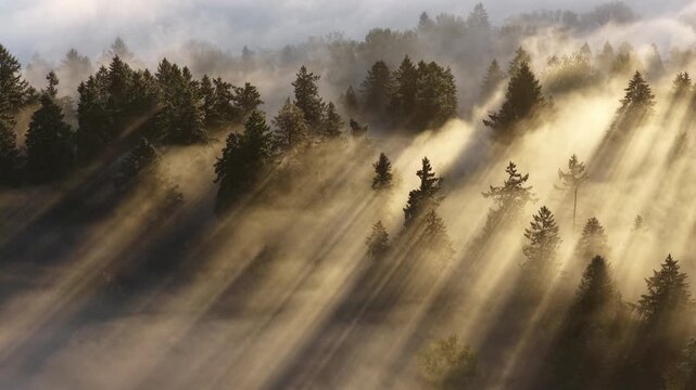 Early morning mist drifts through a forested Pacific Northwest landscape near Portland, Oregon. Fog and mist forms when moist air cools to its dew point, causing water vapor to condense.