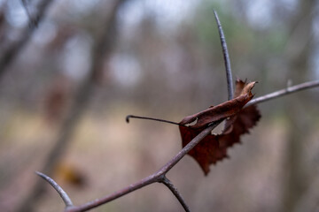 Macro of a dry autumn leaf caught on a sharp thorn. A melancholic, moody nature scene with a blurred background, symbolizing fragility and the end of the season.