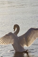 Golden Hour Swan