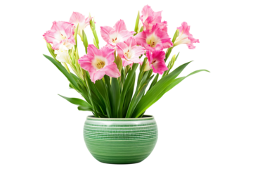 pink gladiolus flower on a green pot with transparent background