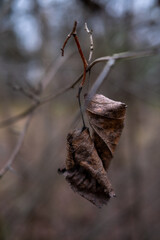 A macro shot of two withered, brown leaves clinging to a bare branch. The moody, blurred background enhances the feeling of autumn melancholy and the end of a season.