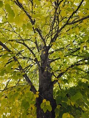 The Katsura deciduous tree with leaves changing colour during autumn in Ontario, Canada