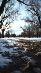 Snowy path in the park with bare trees and afternoon light during winter in a tranquil setting