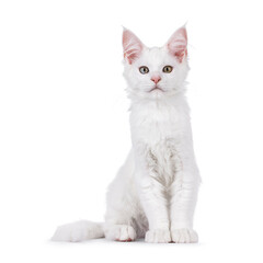 White Maine Coon cat kitten, sitting up facing front. Looking straight to camera. Isolated on a white background