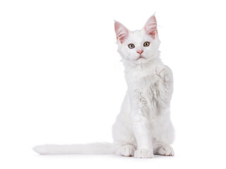 White Maine Coon cat kitten, sitting up facing front. Looking straight to camera, with paw lifted like pointing. Isolated on a white background