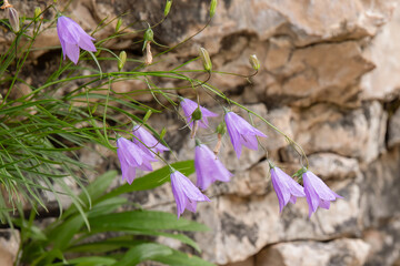 Campanula rotundifolia Harebell Flowers on Limestone at Bruce Peninsula.