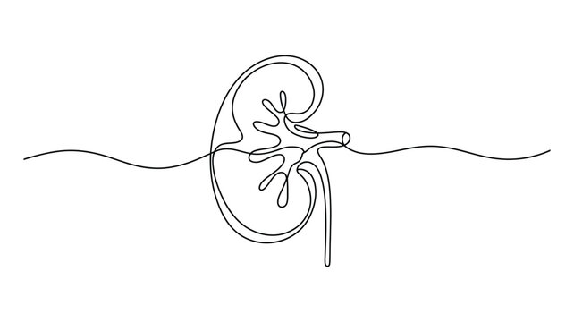 continuous line drawing of human kidney with internal structures &ndash; minimalist anatomical illustration for medical, biological, and health themes
