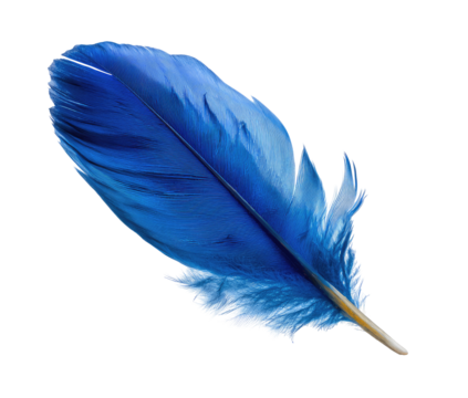 Vibrant, vivid blue bird feather.  Close-up, isolated against black background.  Fine detail, showing barbs and vane structure.  Feather tip lightens to pale blue-gold