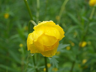 Flower - yellow