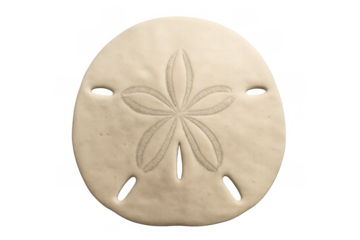 Sand dollar showing intricate skeletal structure and natural beige texture, isolated for beach and ocean themes