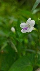 Close-up of a delicate white flower with purple markings, blooming against a soft, blurred green background, highlighting its natural beauty and intricate details in a serene garden setting.