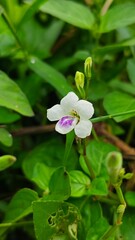 Close-up of a delicate white flower with purple markings, blooming against a soft, blurred green background, highlighting its natural beauty and intricate details in a serene garden setting.