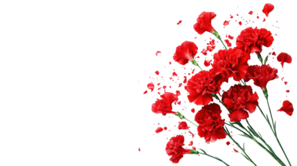 Carnation Revolution Red Flowers on Transparent Background
