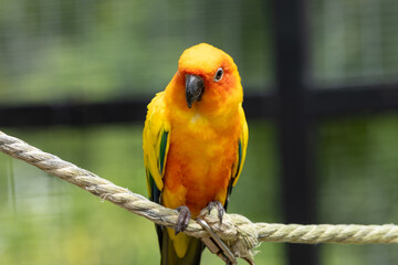 Sun conure parrot, yellow orange plumage, perched on rope, tropical bird, vibrant coloration
