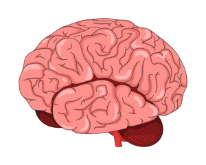 Human brain lateral view 2D vector illustration. Internal organ. Cognitive function. Cerebral folds, lobes and cerebellum anatomy flat object isolated on white background. Colorful cartoon image