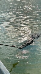 Crocodile swimming in lake