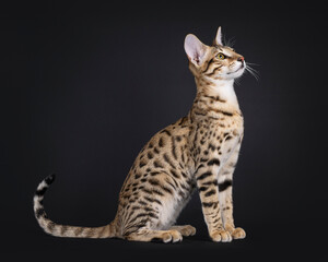 Young Savannah cat sitting up side ways, looking ahead away from camera. Isolated on a black background