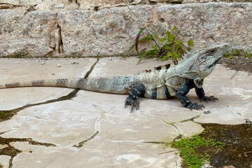 Iguana on rocky background