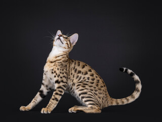 Young Savannah cat sitting up side ways, ready to jump up. Looking up playfully above camera. Isolated on a black background