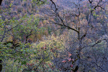 Vibrant Fall Forest with Multicolored Trees and Dense Foliage