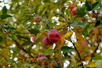 A young child in a pink winter outfit stands in a park happily tasting a lollipop Colorful autumn leaves can be seen nearby creating a cheerful atmosphere