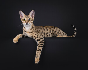 Young Savannah cat laying down side ways, with paw hanging down over edge. Looking towards camera. Isolated on a black background