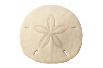 Sand dollar skeleton showing a unique five-petal design. Marine life, beach find, isolated for design use