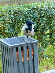 A Hooded Crow standing on the edge of a metal trash can in an urban park, against a green shrub background. Bird looking sideways. Urban nature, ornithology, wildlife, and waste concept