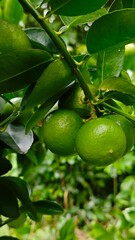 Fresh green limes hanging from a branch amidst lush foliage, showcasing natural growth in a vibrant garden or orchard. Perfect for healthy eating, recipes, and tropical themes.