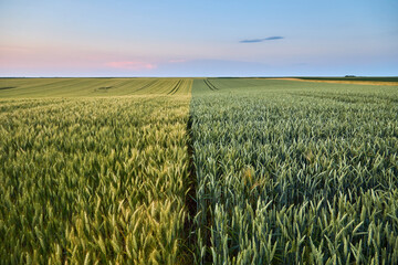 Dividing green wheat field separating different crops