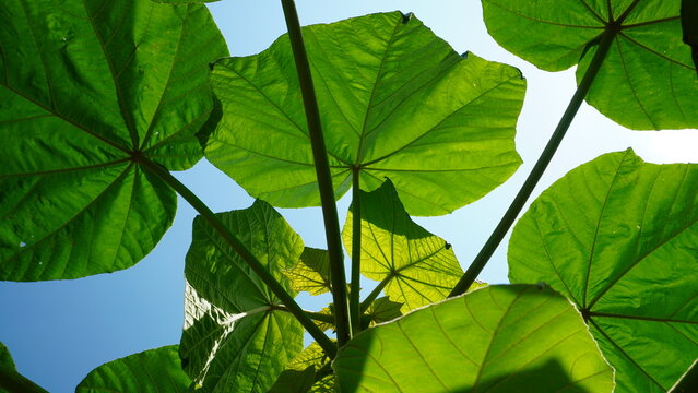 bright green leaves of the Balsa Tree, Ochroma pyramidale, are captured from below against a clear blue sky